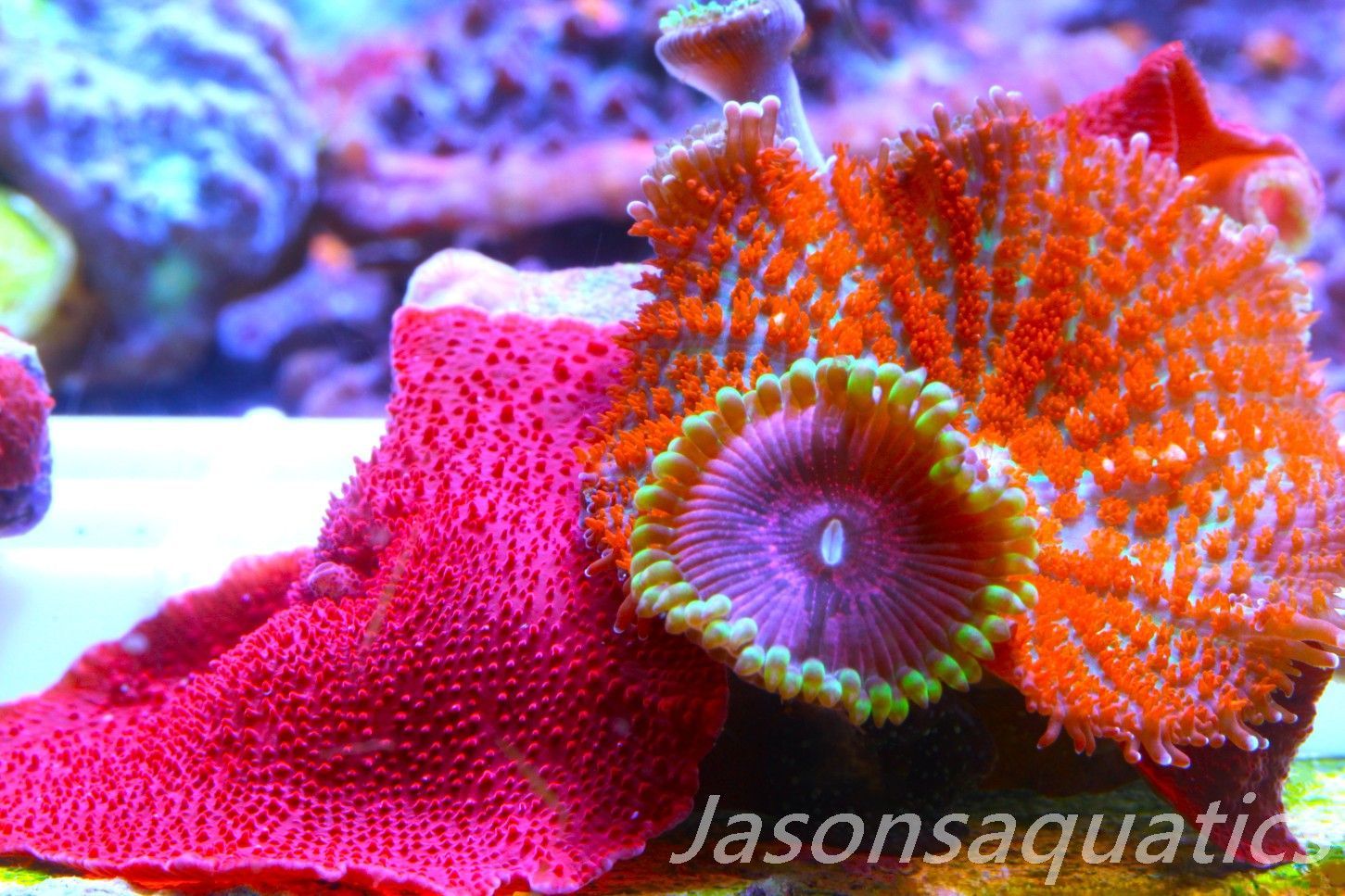 Zoanthid, Mushroom Mix, Fake Lime Chilli, Blood Red Discosoma and Forest Fire Mushrooms Frag E