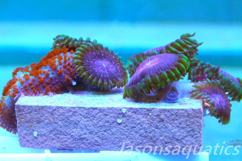 Zoanthid, Mushroom Mix, Fake Lime Chilli and Forest Fire Mushrooms Frag E