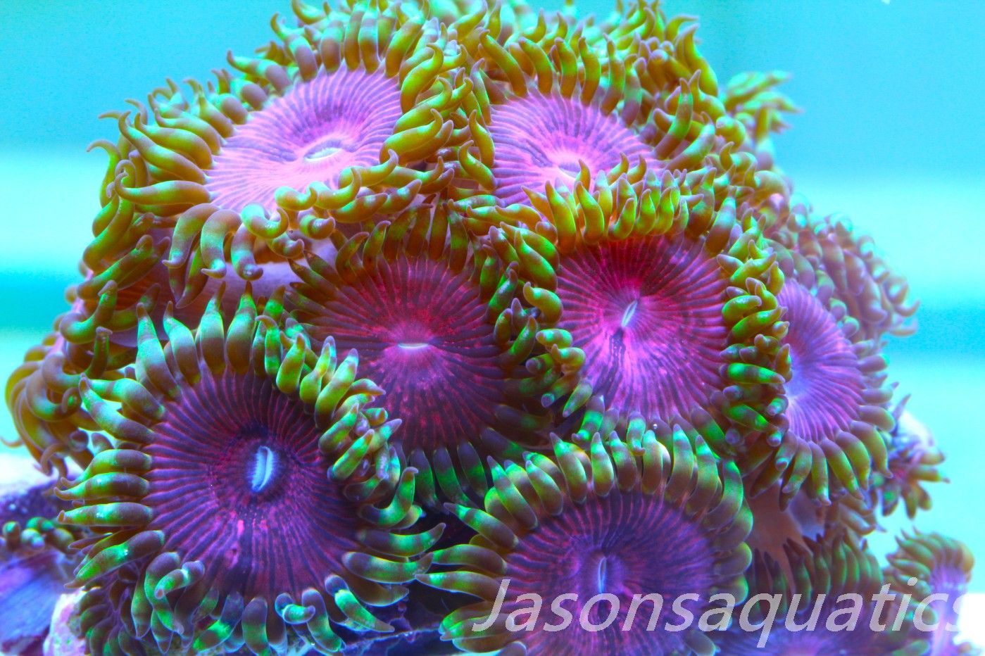 Zoanthid,Fake Lime Chilli Zoas. Frag A Zoanthid,Fake Lime Chilli Zoas. Frag A