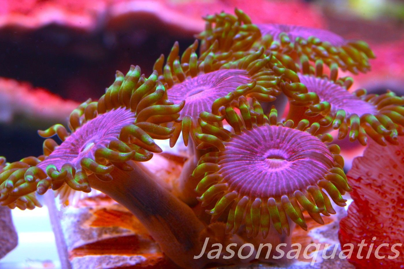 Zoanthid,Fake Lime Chilli Zoas. Frag A