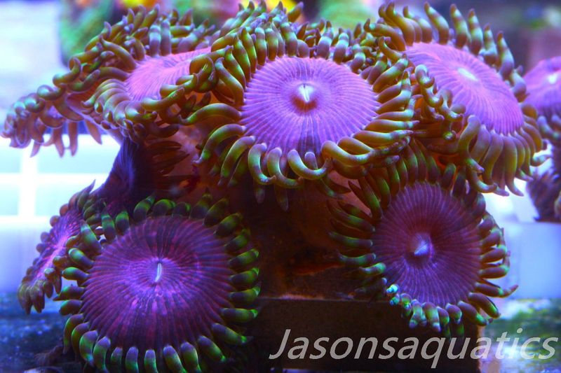 Zoanthid,Fake Lime Chilli Zoas. Frag A