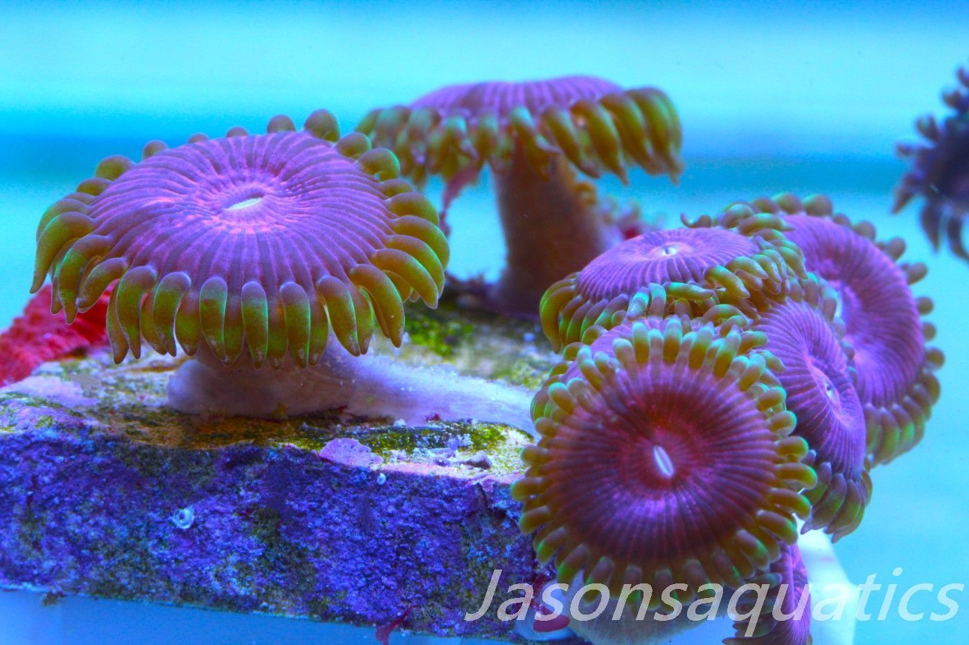 Zoanthid,Fake Lime Chilli Zoas. Frag B Zoanthid,Fake Lime Chilli Zoas. Frag B