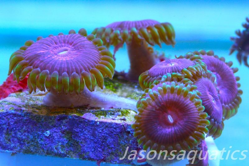 Zoanthid,Fake Lime Chilli Zoas. Frag B