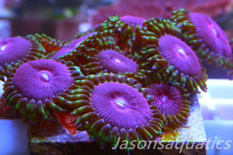 Zoanthid,Fake Lime Chilli Zoas. Frag B