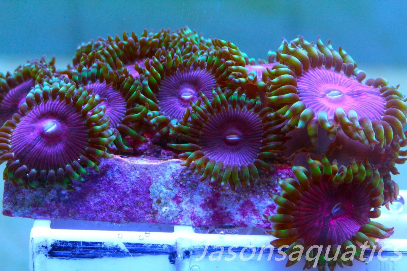 Zoanthid,Fake Lime Chilli Zoas. Frag C Zoanthid,Fake Lime Chilli Zoas. Frag C