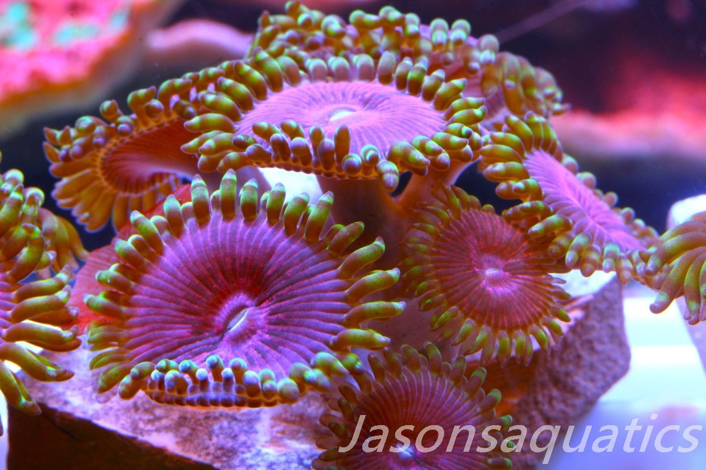 Zoanthid,Fake Lime Chilli Zoas. Frag C