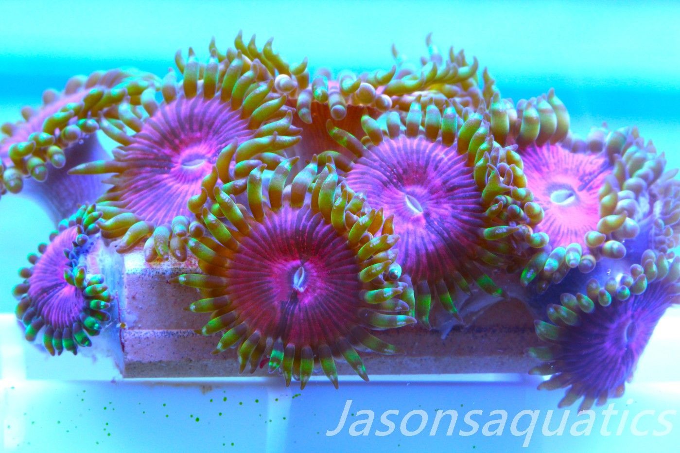 Zoanthid,Fake Lime Chilli Zoas. Frag D Zoanthid,Fake Lime Chilli Zoas. Frag D