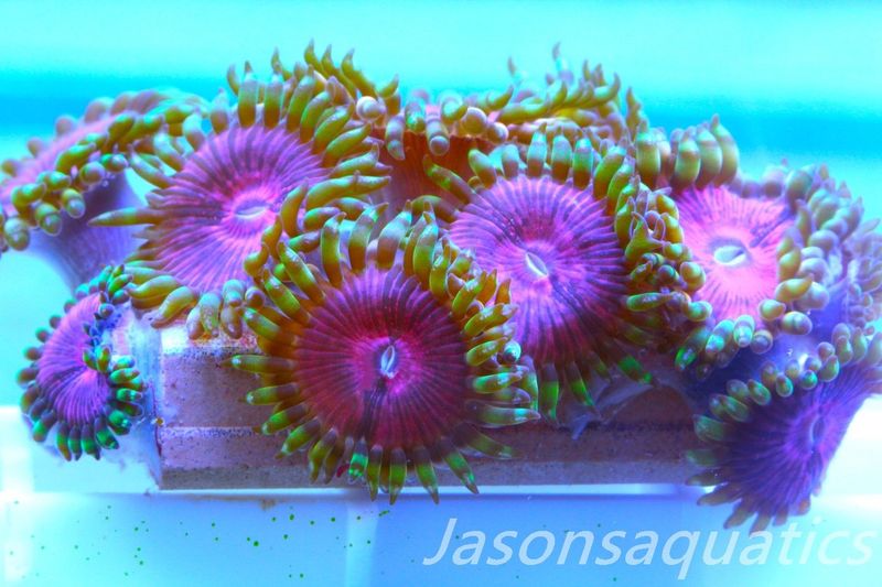 Zoanthid,Fake Lime Chilli Zoas. Frag D