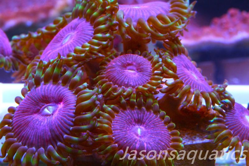 Zoanthid,Fake Lime Chilli Zoas. Frag D