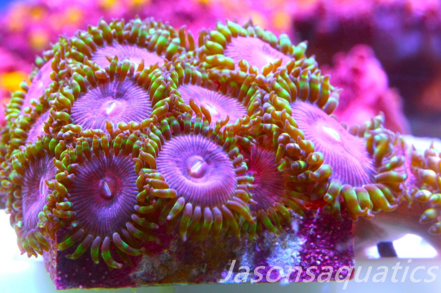 Zoanthid,Fake Lime Chilli Zoas. Frag E