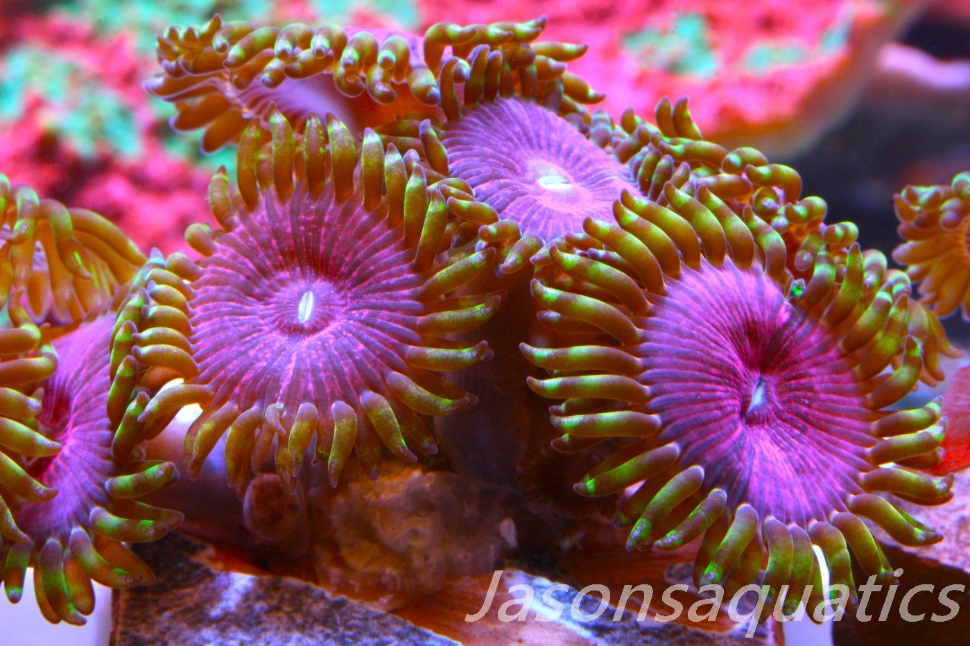 Zoanthid,Fake Lime Chilli Zoas. Frag E Zoanthid,Fake Lime Chilli Zoas. Frag E