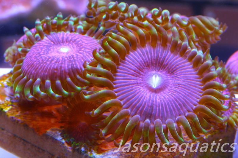 Zoanthid,Fake Lime Chilli Zoas. Frag E