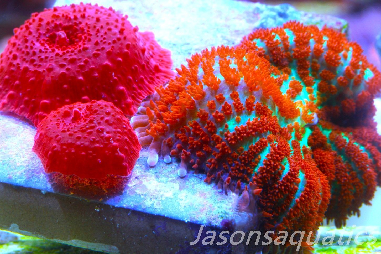 Mushroom Mix, Blood Red Discosoma and Forest Fire Mushrooms. Frag A