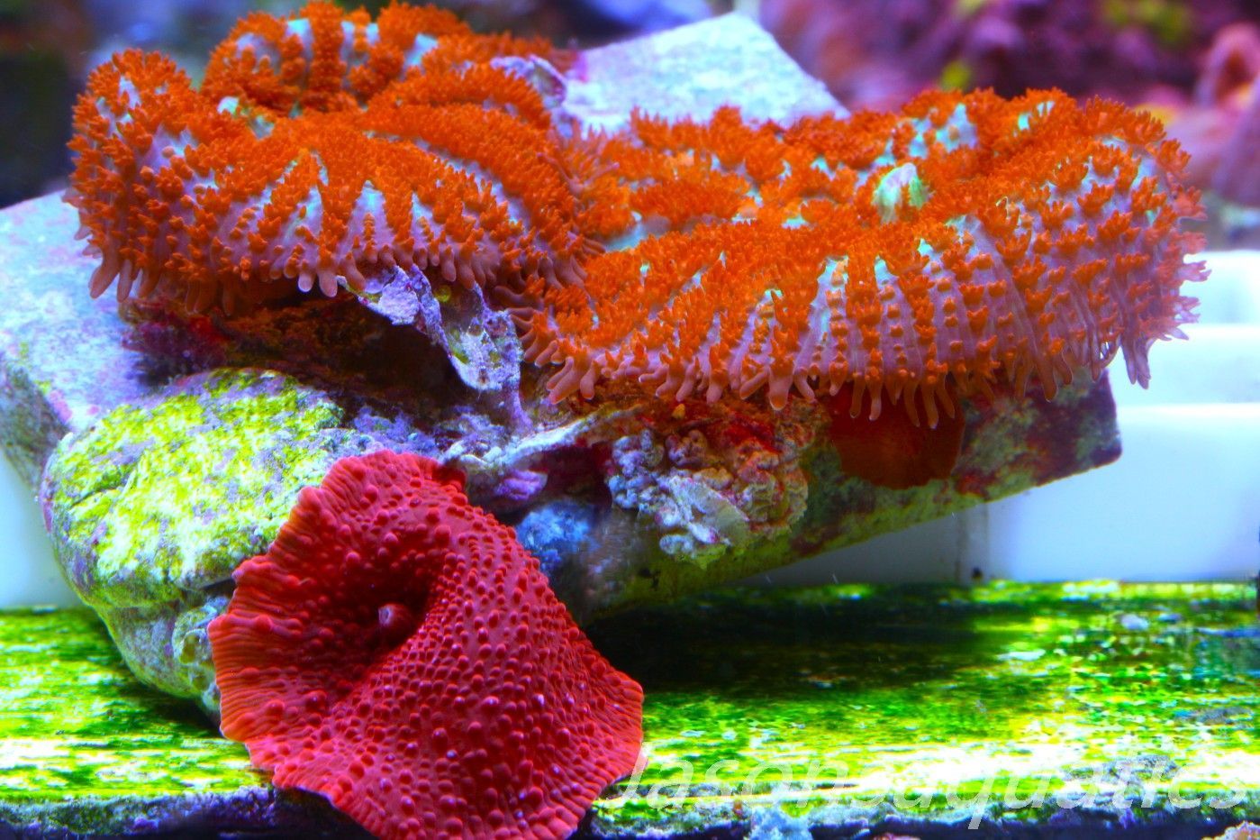 Mushroom Mix, Blood Red Discosoma and Forest Fire Mushrooms. Frag A