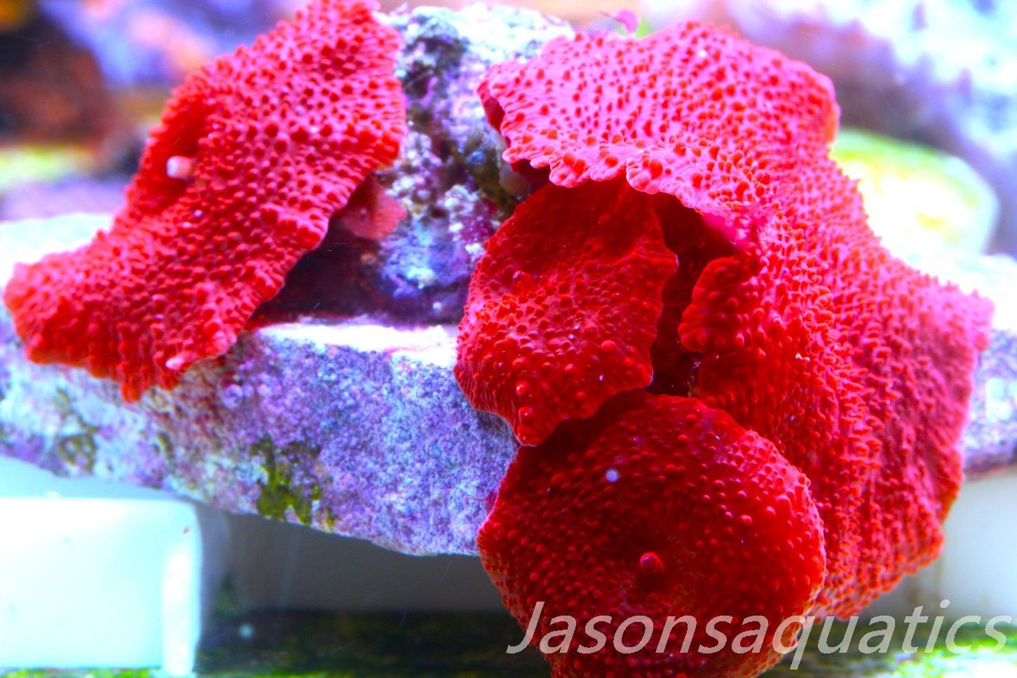 Mushroom Coral, Blood Red Discosoma. Frag A