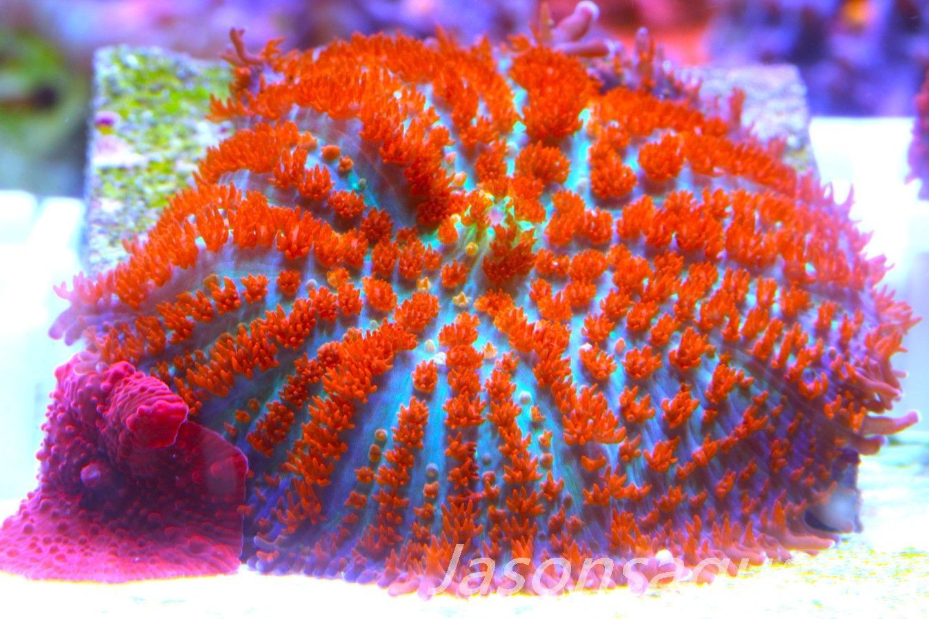 Mushroom Mix, Blood Red Discosoma and Forest Fire Mushrooms. Frag E