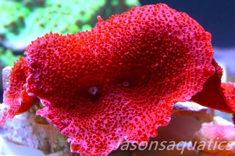 Mushroom Coral, Blood Red Discosoma. Frag C