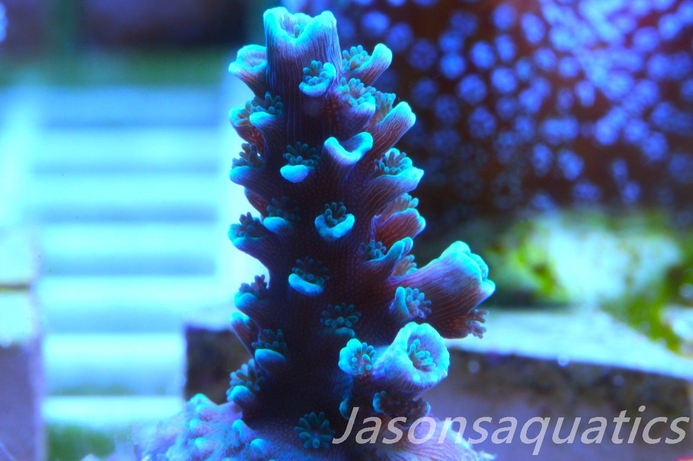 Acropora hoeksemai. Frag A