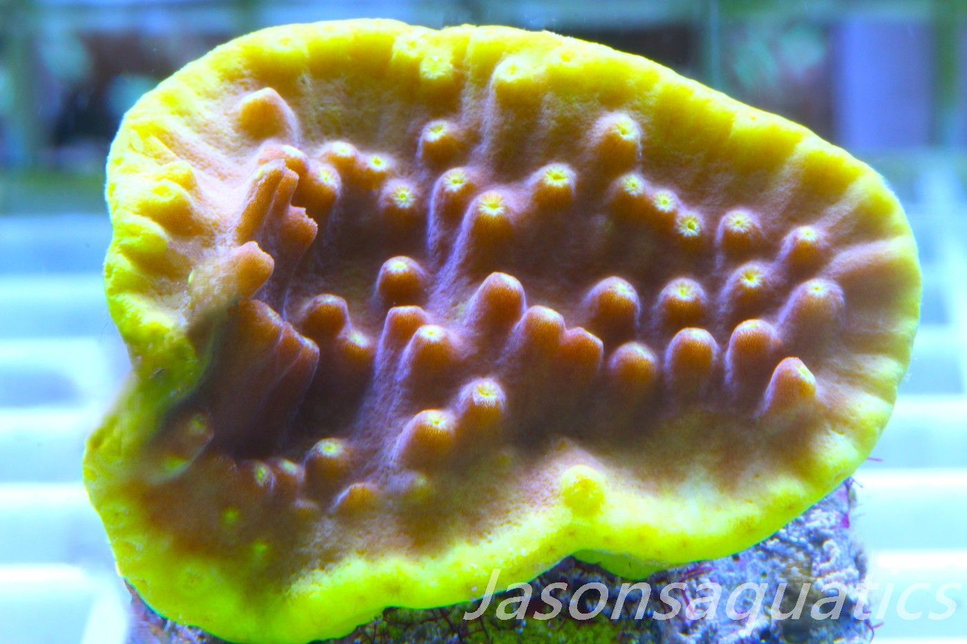 Turbinaria reniformis,Golden Scroll, Frag A