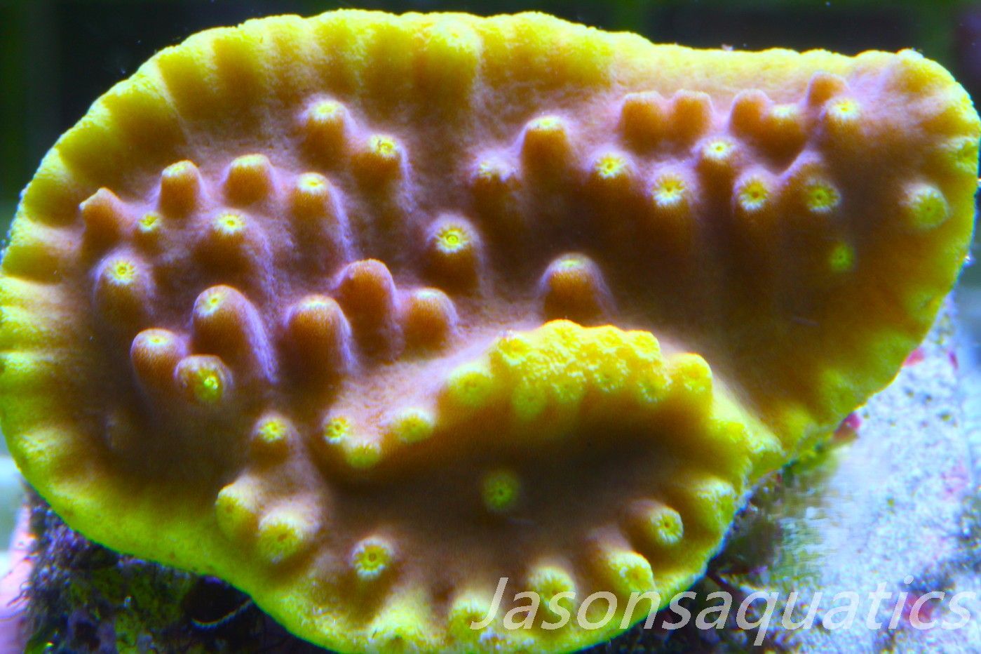 Turbinaria reniformis,Golden Scroll, Frag A