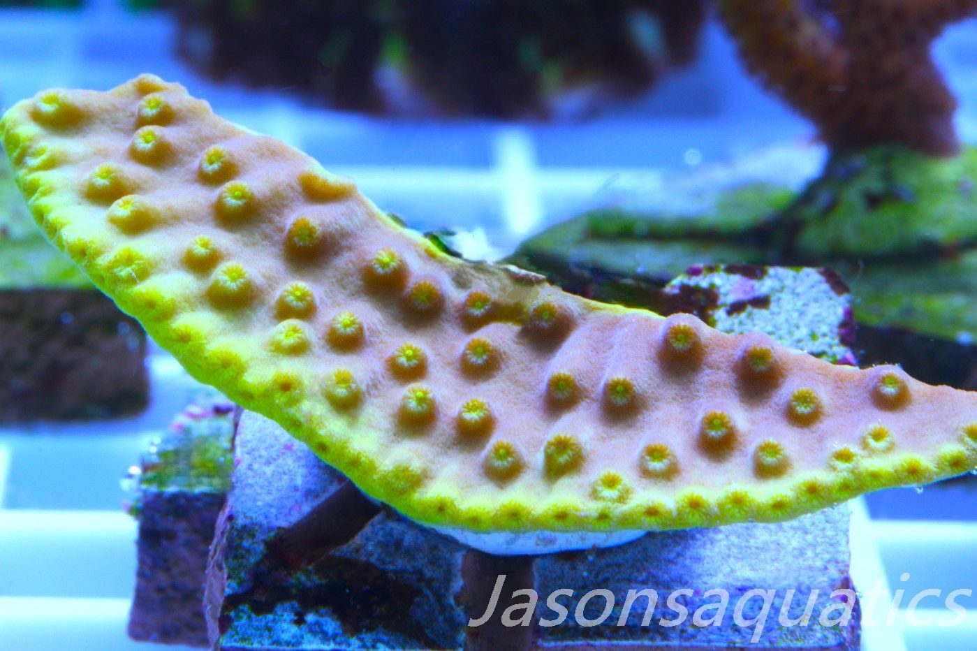 Turbinaria reniformis,Golden Scroll, Frag A