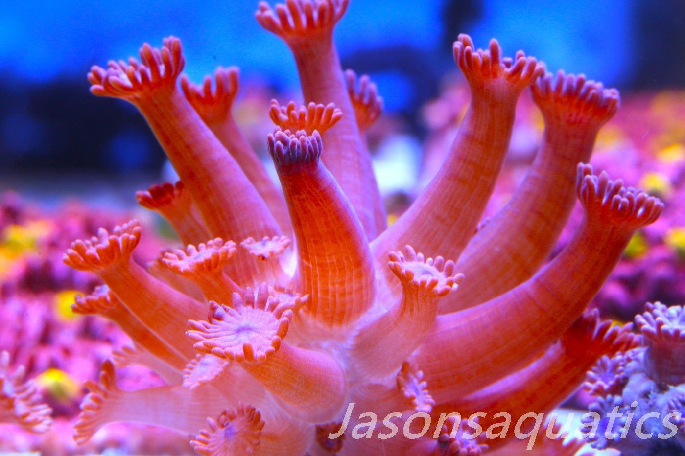 Goniopora, Branching Goniopora,Red with blue mouths, Frag A Goniopora, Branching Goniopora,Red with blue mouths, Frag A