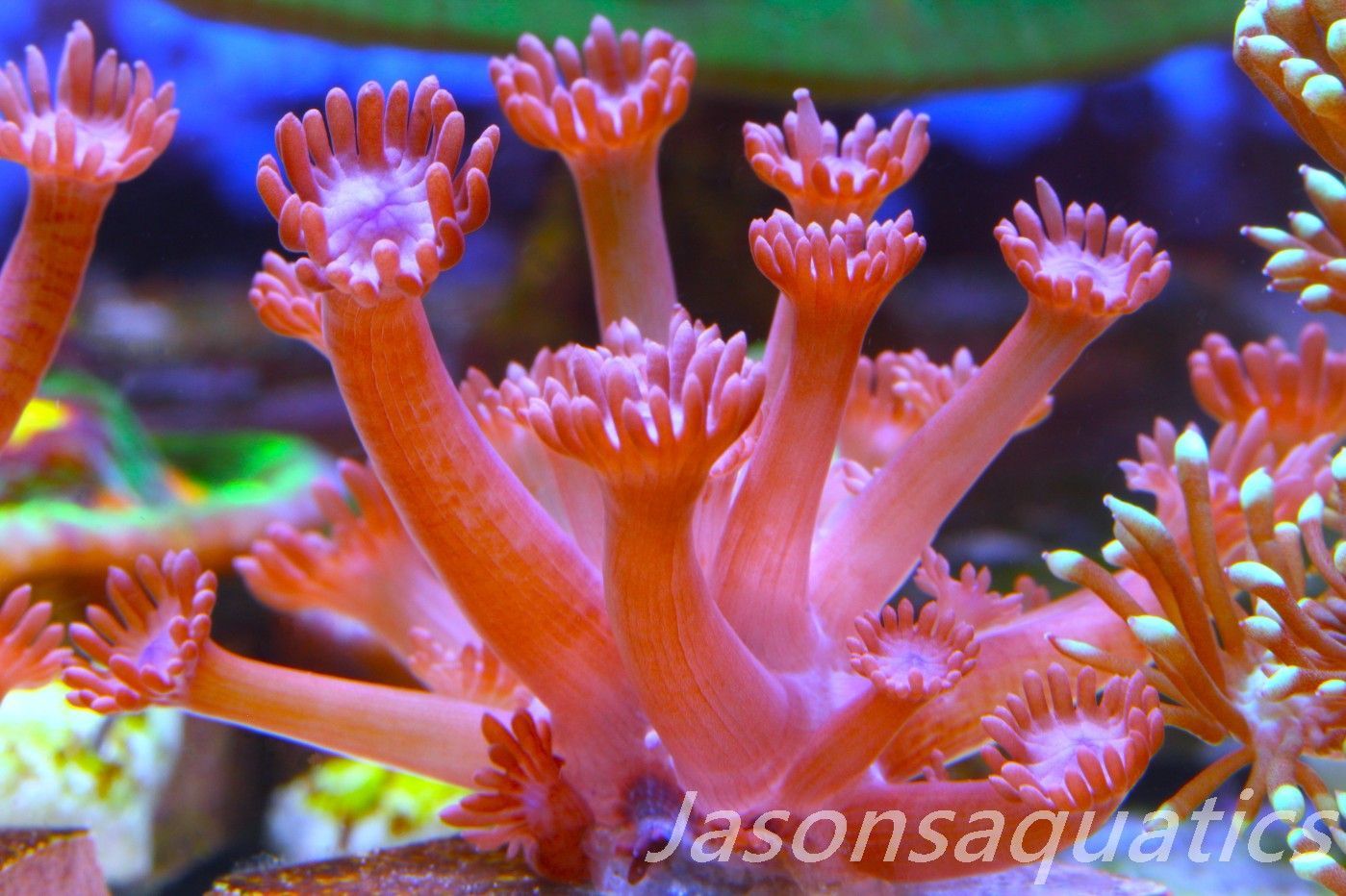 Goniopora, Branching Goniopora,Red with blue mouths, Frag A Goniopora, Branching Goniopora,Red with blue mouths, Frag A