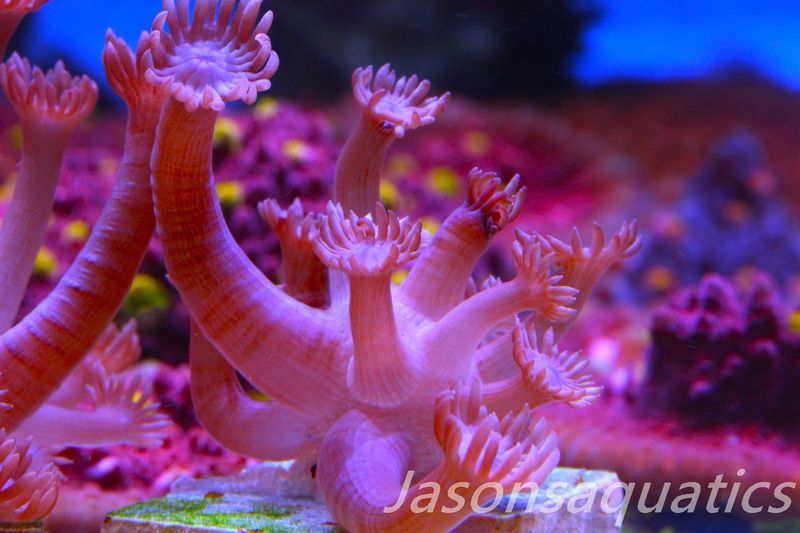 Goniopora, Branching Goniopora,Red with blue mouths, Frag A
