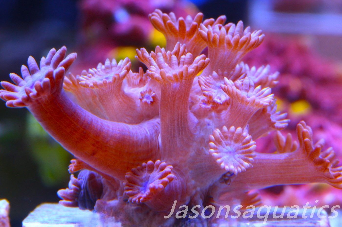 Goniopora, Branching Goniopora,Red with blue mouths, Frag B Goniopora, Branching Goniopora,Red with blue mouths, Frag B