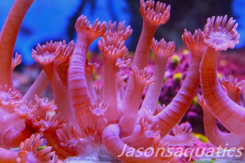 Goniopora, Branching Goniopora,Red with blue mouths, Frag B