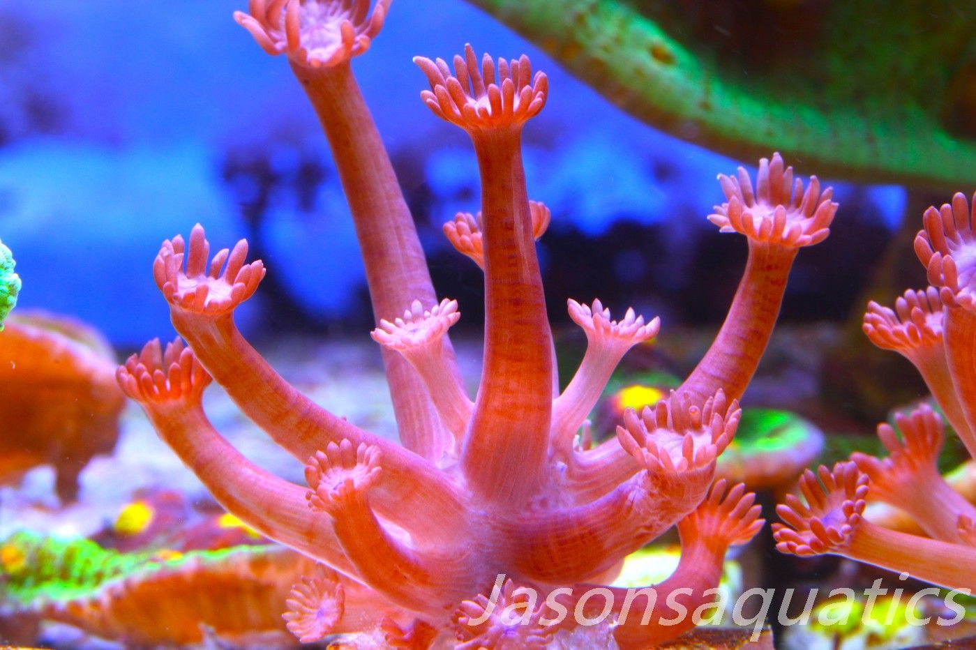 Goniopora, Branching Goniopora,Red with blue mouths, Frag C Goniopora, Branching Goniopora,Red with blue mouths, Frag C