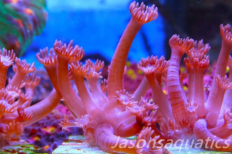 Goniopora, Branching Goniopora,Red with blue mouths, Frag C