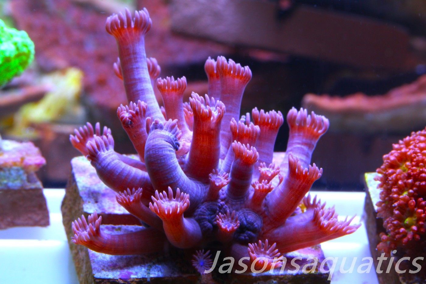 Goniopora, Branching Goniopora,Red with blue mouths, Frag C Goniopora, Branching Goniopora,Red with blue mouths, Frag C