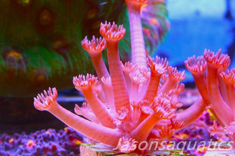Goniopora, Branching Goniopora,Red with blue mouths, Frag D