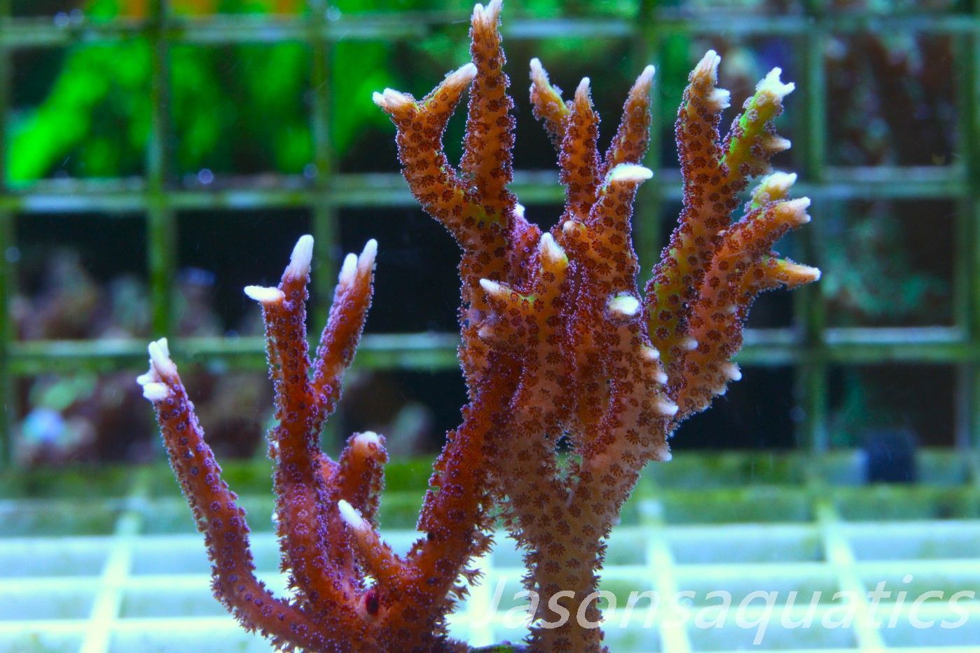 Seriatopora Lime Berry Hystrix and deep purple polyp Morph (Birds Nest) Frag A Seriatopora Lime Berry Hystrix and deep purple polyp Morph (Birds Nest) Frag A