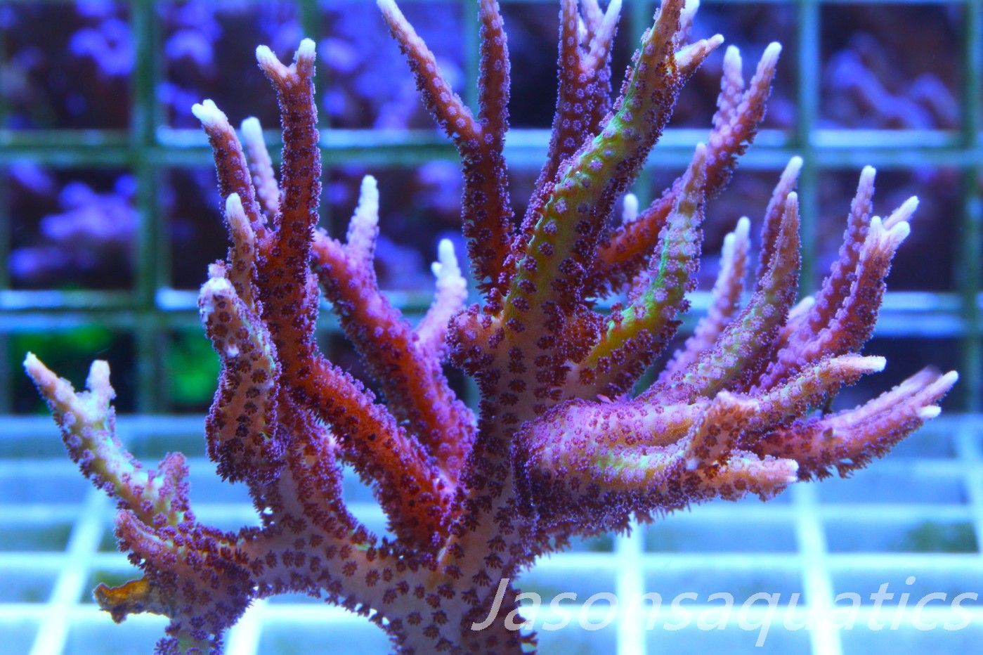 Seriatopora Lime Berry Hystrix and deep purple polyp Morph (Birds Nest) Frag A Seriatopora Lime Berry Hystrix and deep purple polyp Morph (Birds Nest) Frag A