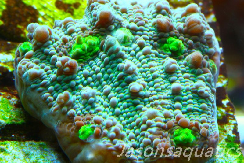 Echinophyllia, Bright Green with Dayglow Mouths Frag A
