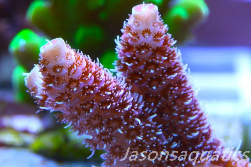 ​Acropora Millipora (Australian) Frag f