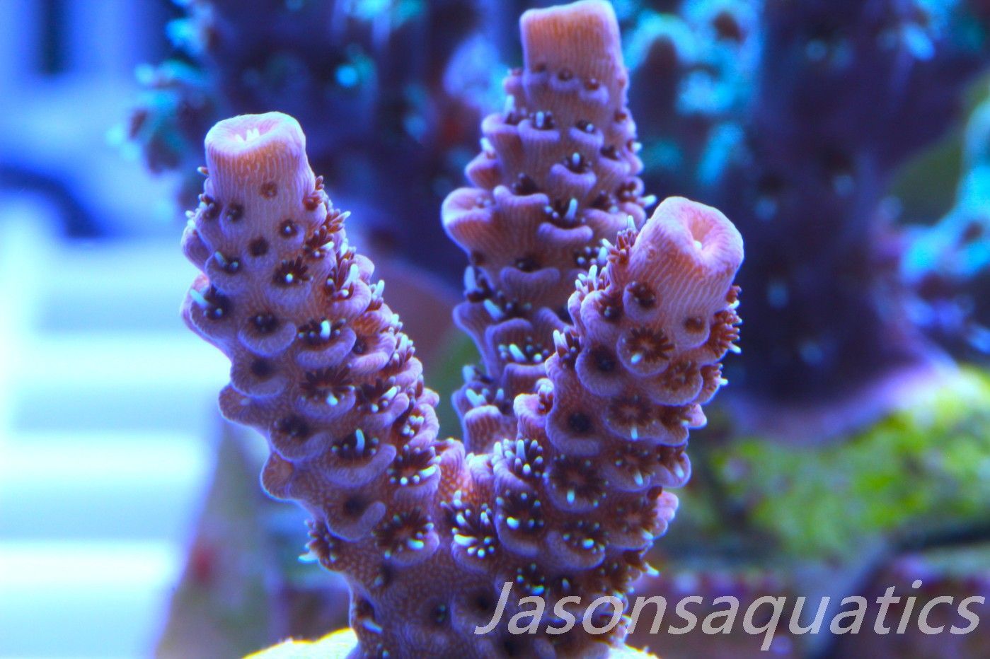 Acropora Millipora (Australian) Frag f Acropora Millipora (Australian) Frag f