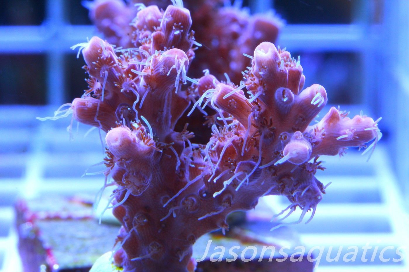 Acropora Pinky The Bear, Frag F Acropora Pinky The Bear, Frag F
