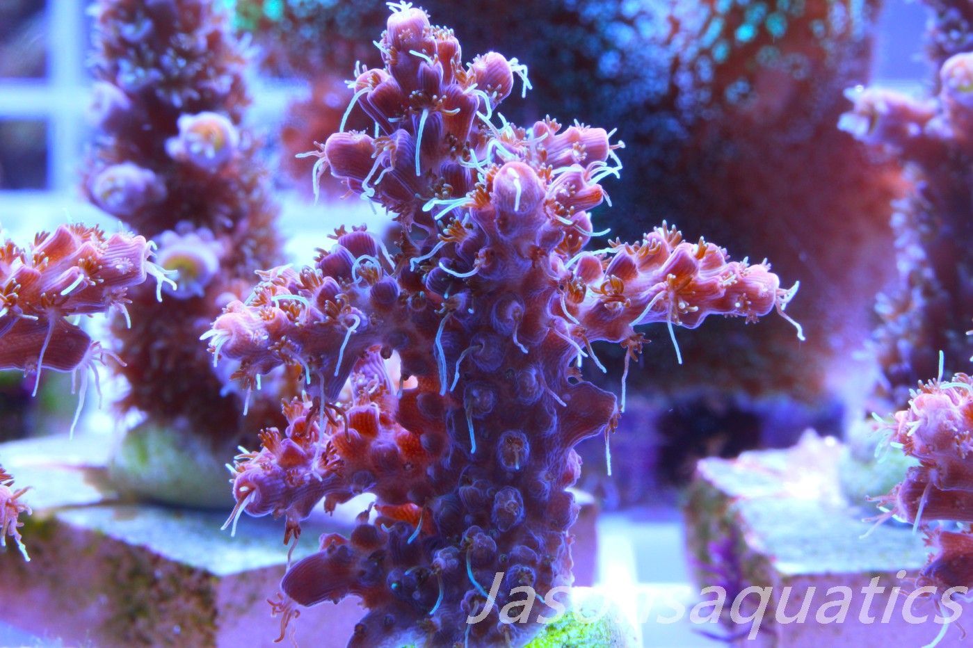 Acropora Pinky The Bear, Frag F