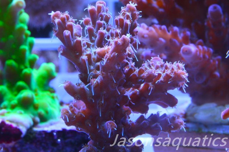 Acropora Pinky The Bear, Frag F