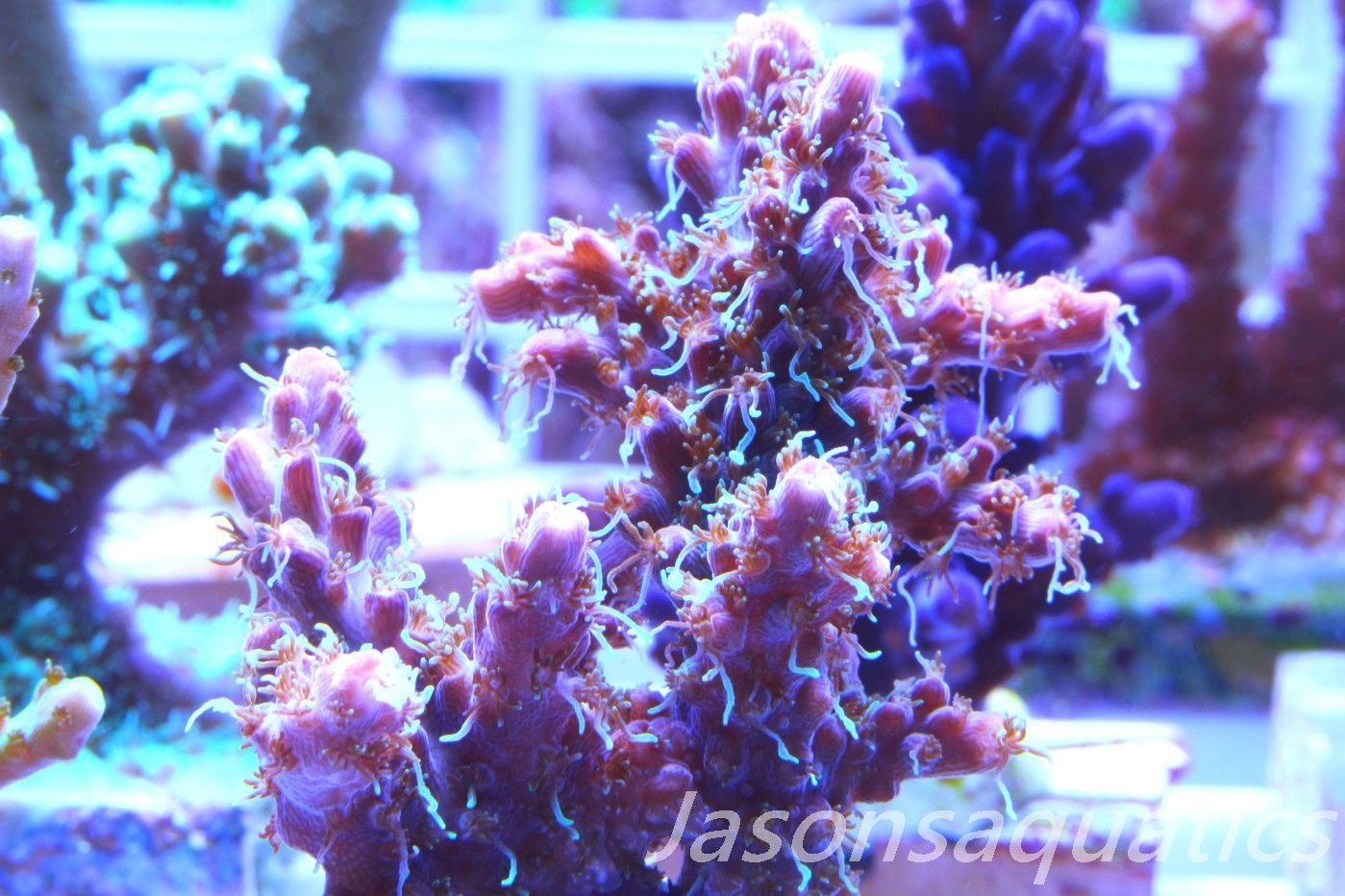 Acropora Pinky The Bear, Frag F Acropora Pinky The Bear, Frag F