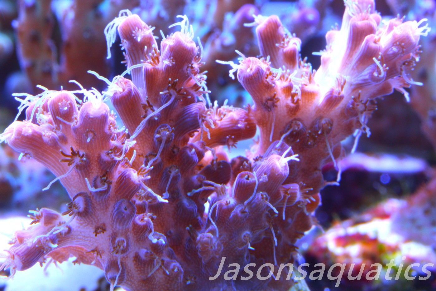 Acropora Pinky The Bear, Frag H