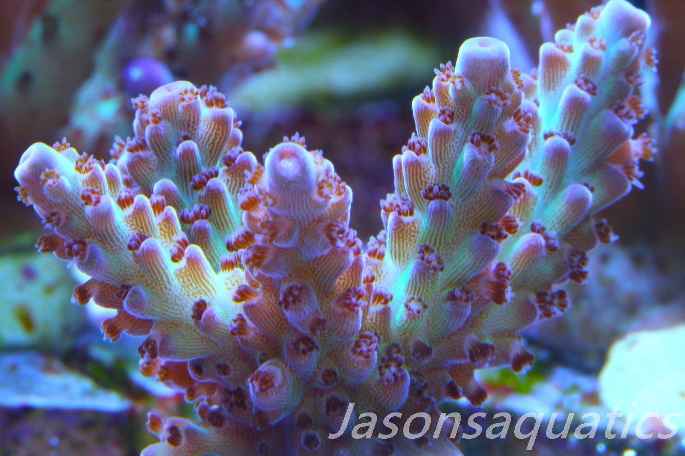 Acropora, Ultra Rare Australian Chroma Nova Frag F