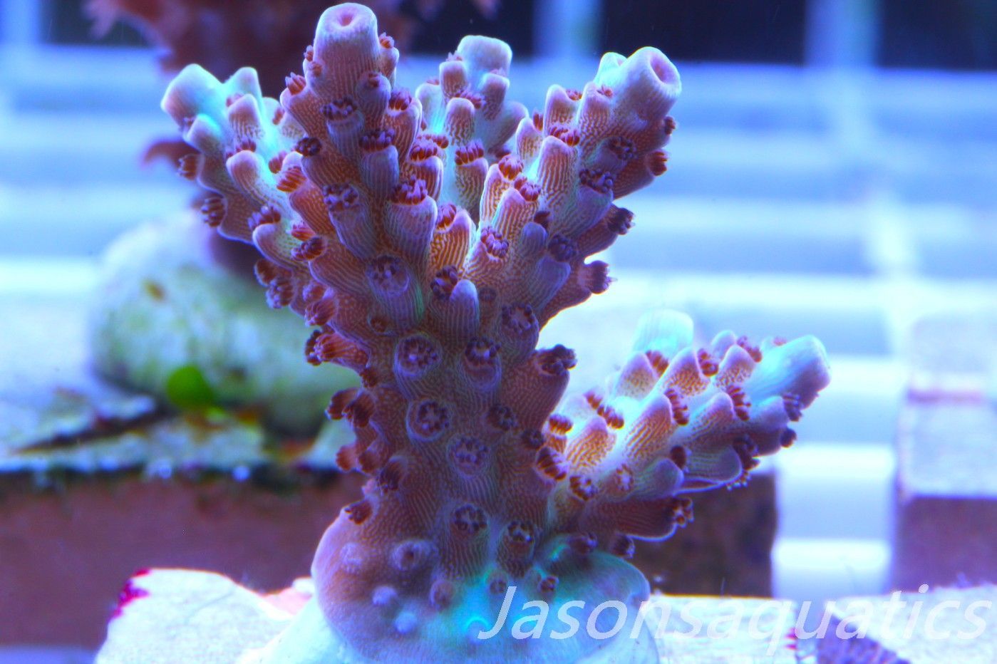 Acropora, Ultra Rare Australian Chroma Nova Frag F