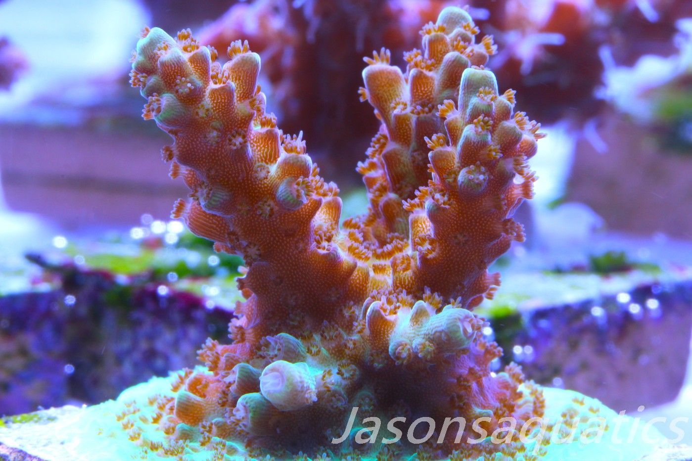 Acropora, Ultra Rare Australian Chroma Nova Frag F Acropora, Ultra Rare Australian Chroma Nova Frag F