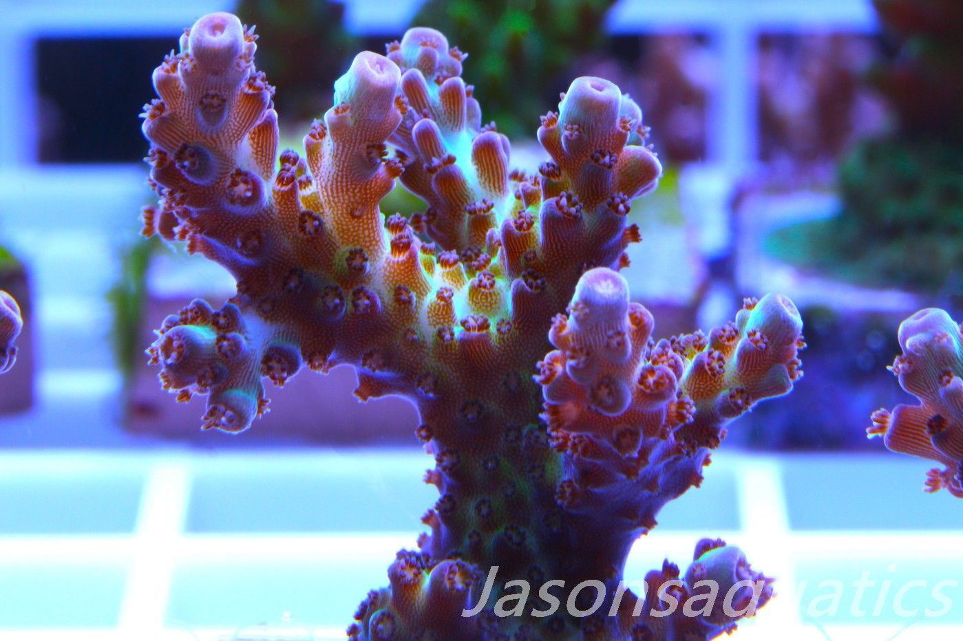 Acropora, Ultra Rare Australian Chroma Nova Frag F Acropora, Ultra Rare Australian Chroma Nova Frag F