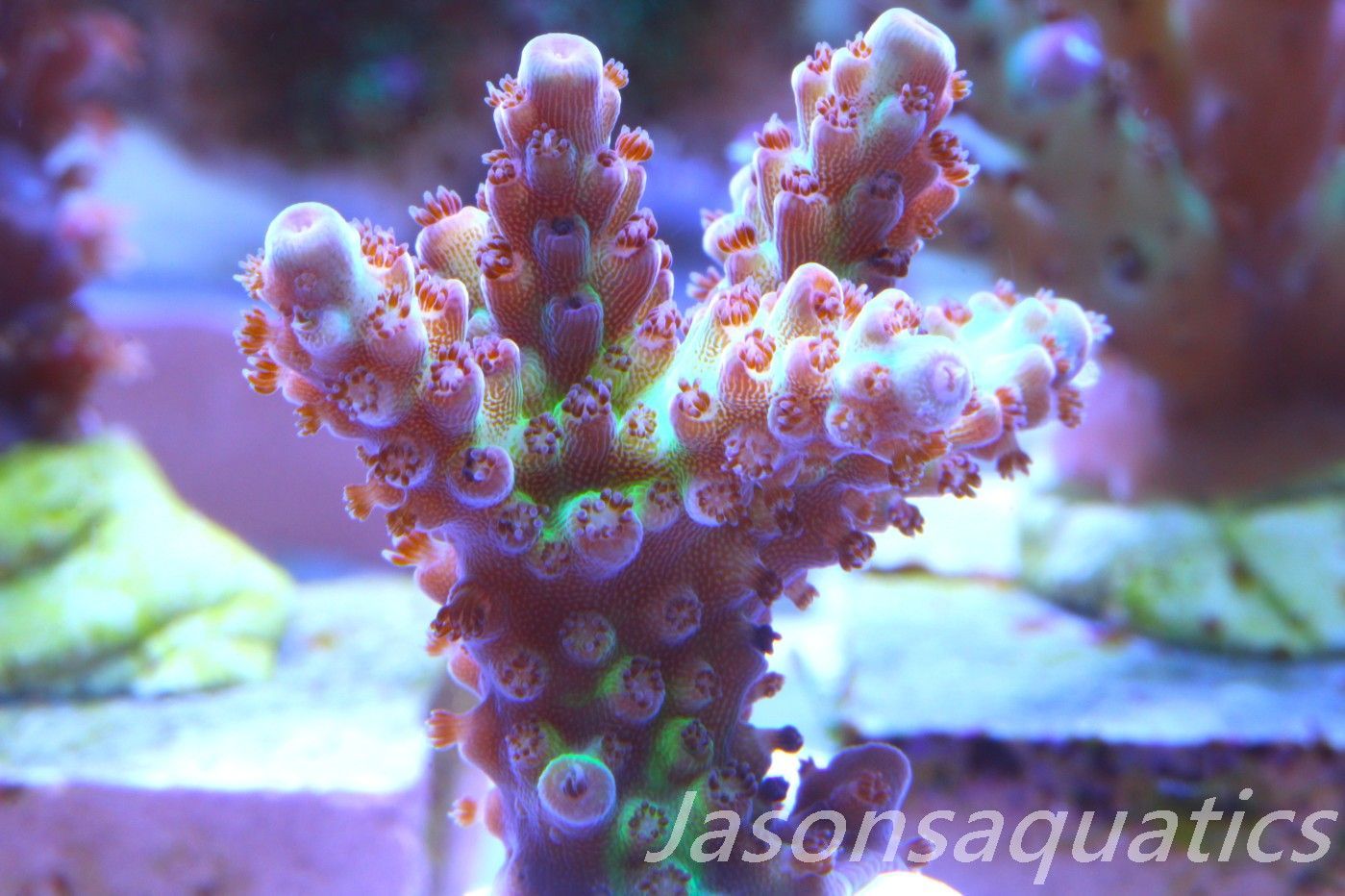 Acropora, Ultra Rare Australian Chroma Nova Frag G