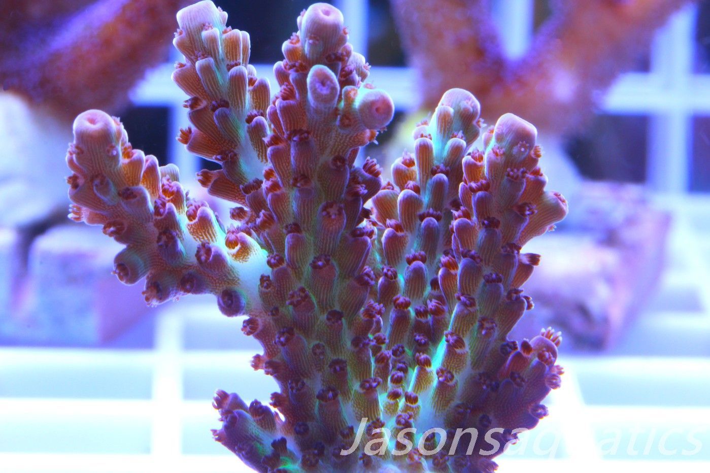 Acropora, Ultra Rare Australian Chroma Nova Frag G